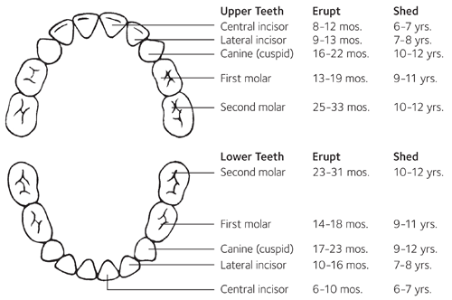 Baby Teeth Eruption Chart (source: mouthhealthy.org)
